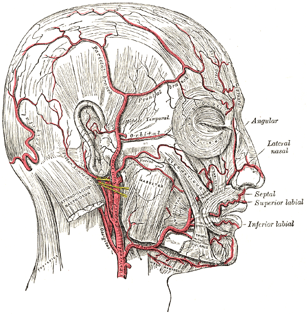 Facial artery - Wikipedia