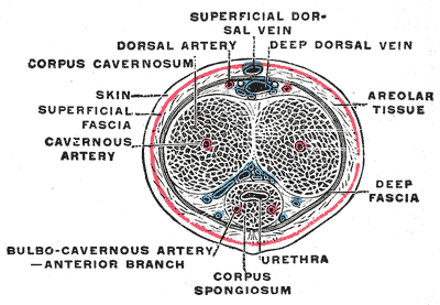 Dorsal veins of the penis - Wikipedia