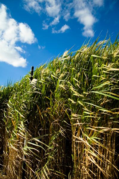 Miscanthus géant — Wikipédia