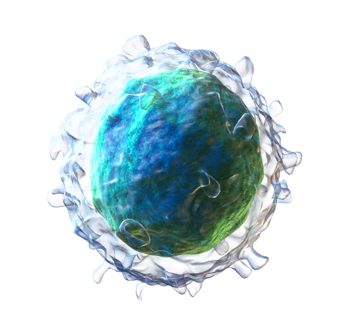 B cell - Wikipedia