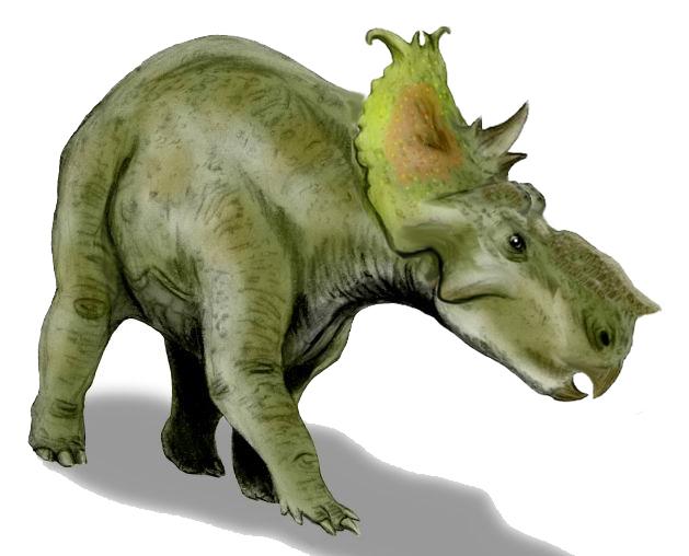 Pachyrhinosaurus — Wikipédia