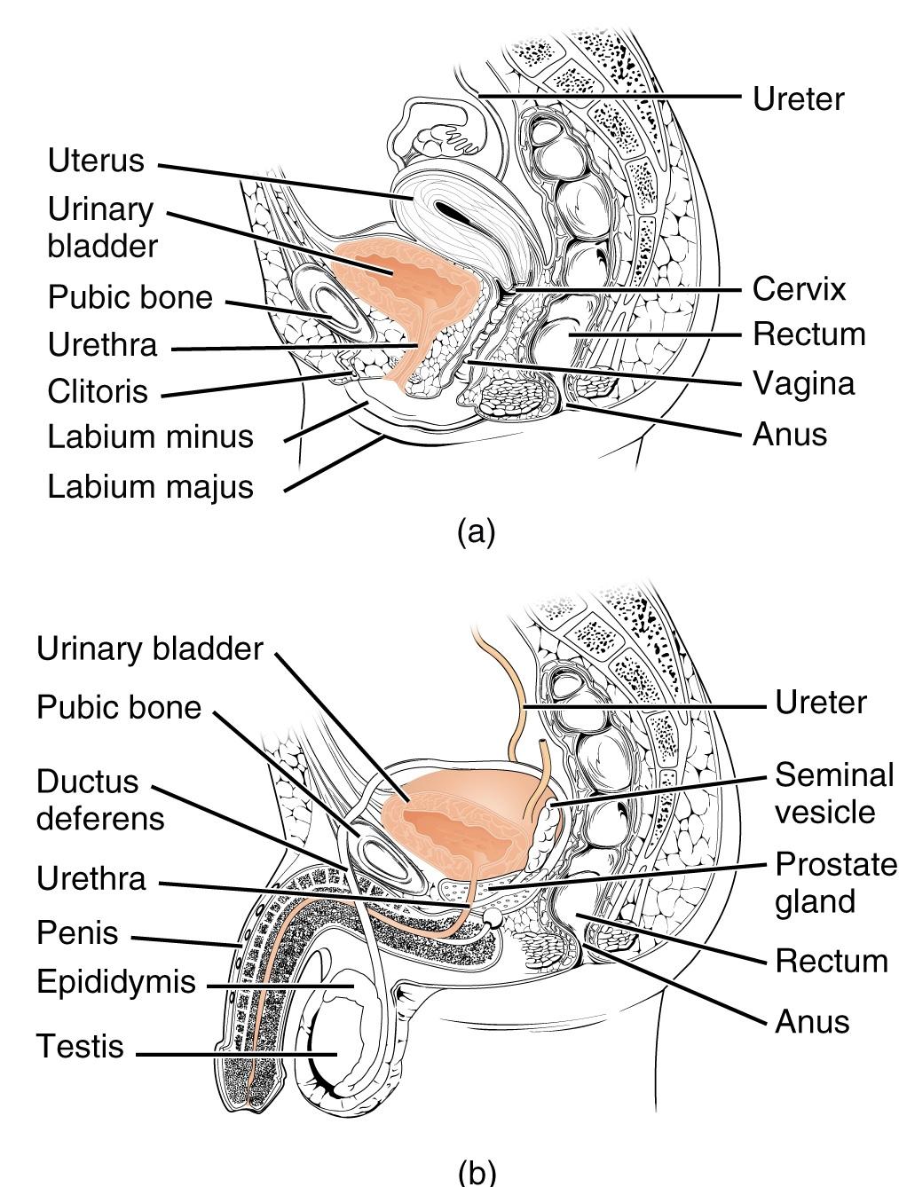 Urodynamic testing - Wikipedia