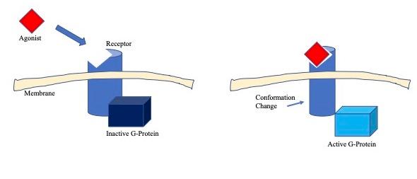 Agoniste (biochimie) — Wikipédia