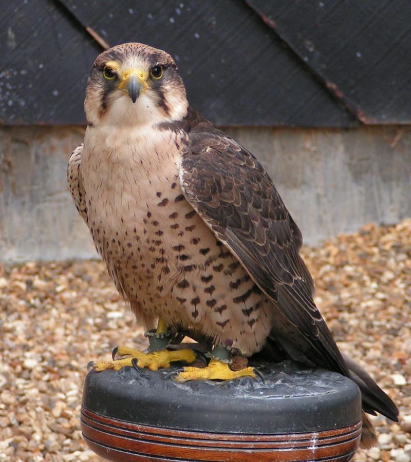 Lanner falcon - Wikipedia