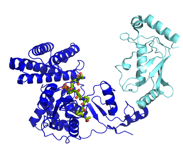 Ubiquitine ligase — Wikipédia