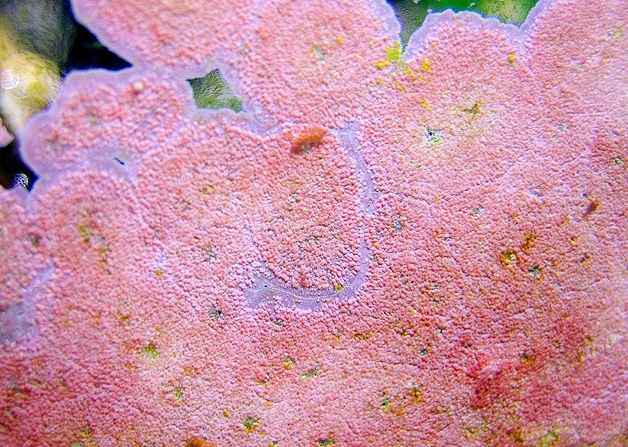 Coralline algae - Wikipedia