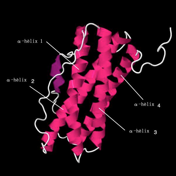 Prolactine — Wikipédia