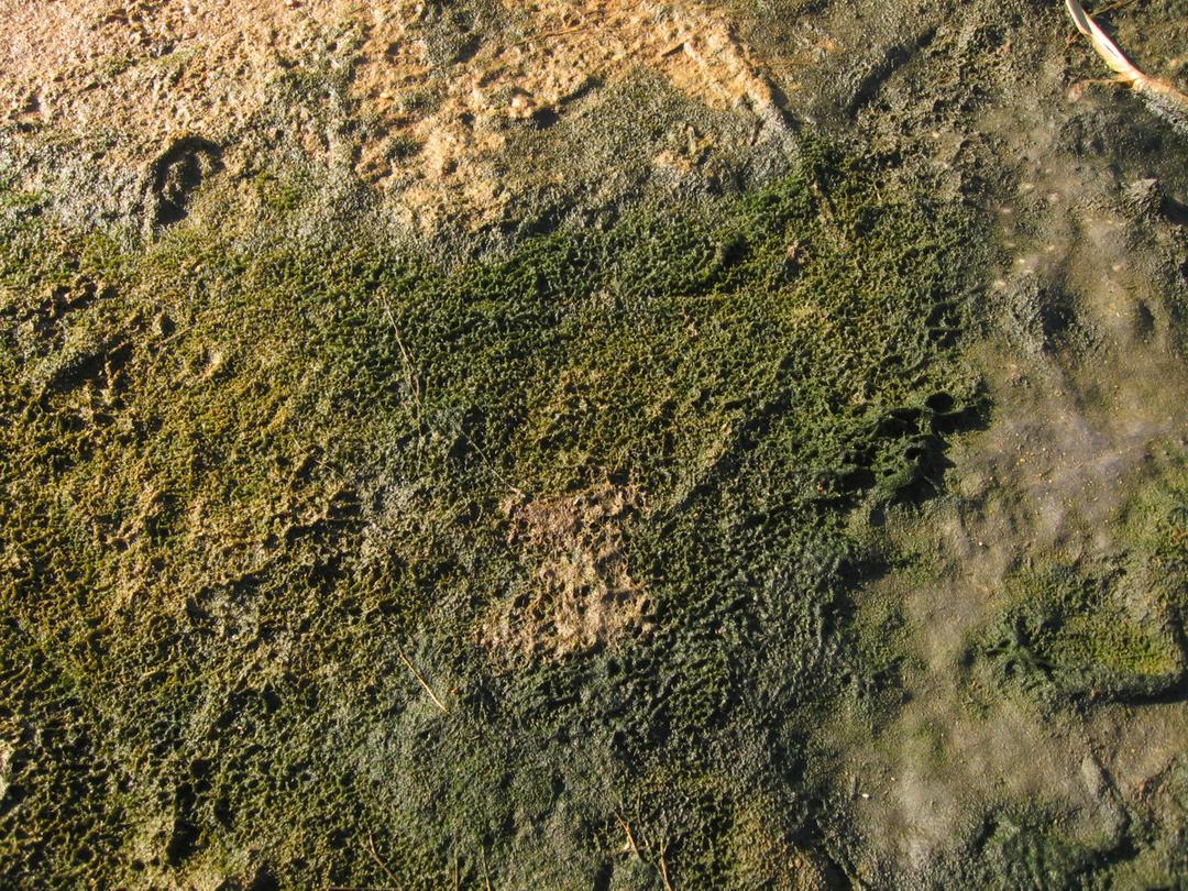 Microbial mat - Wikipedia