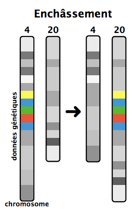 Insertion (génétique) — Wikipédia