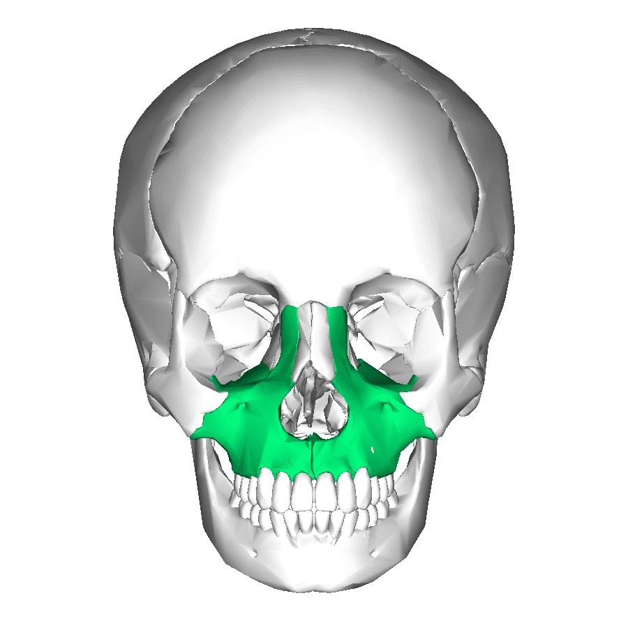 Maxilla - Wikipedia