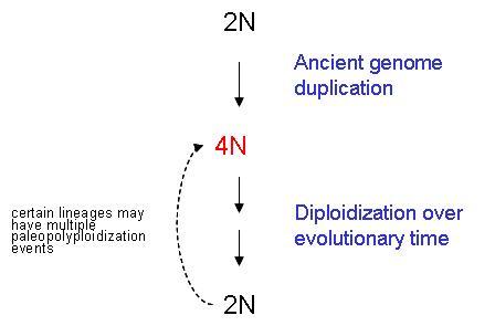 Paleopolyploidy - Wikipedia