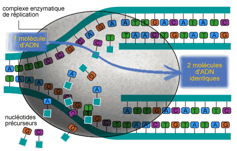 Réplication de l'ADN — Wikipédia