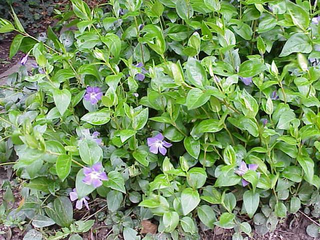 Groundcover - Wikipedia