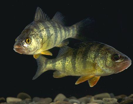 Yellow perch - Wikipedia