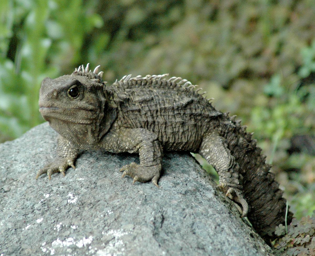 Sphenodon — Wikipédia