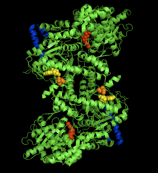 Glycogène phosphorylase — Wikipédia