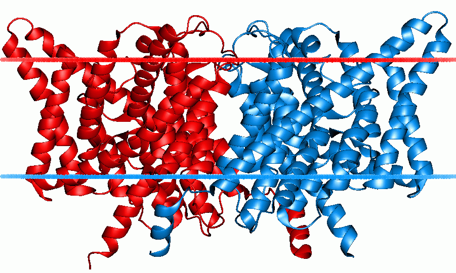 Chloride channel - Wikipedia