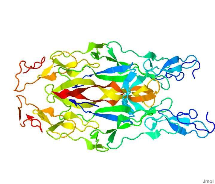 Neurotrophin - Wikipedia