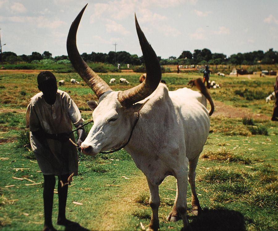 Dinka (peuple) — Wikipédia