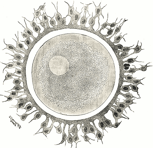 Egg cell - Wikipedia