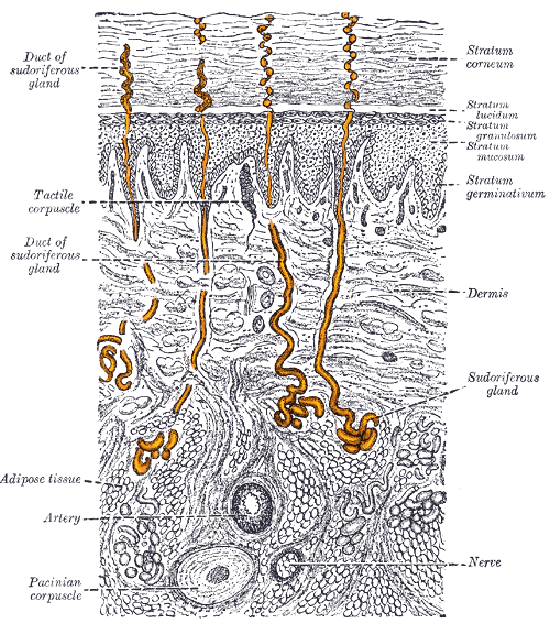 Glande sudoripare — Wikipédia