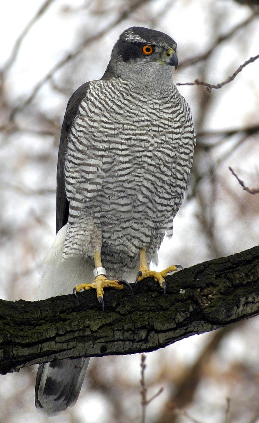 Eurasian goshawk - Wikipedia