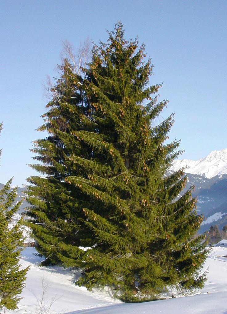 Spruce - Wikipedia