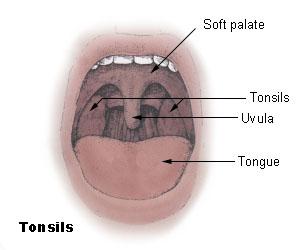 Soft palate - Wikipedia