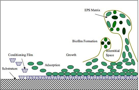 Extracellular polymeric substance - Wikipedia