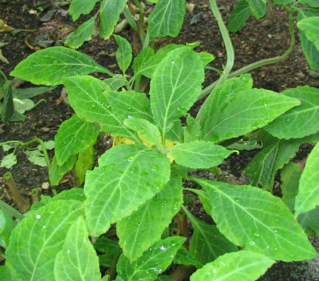 Salvia divinorum - Wikipedia