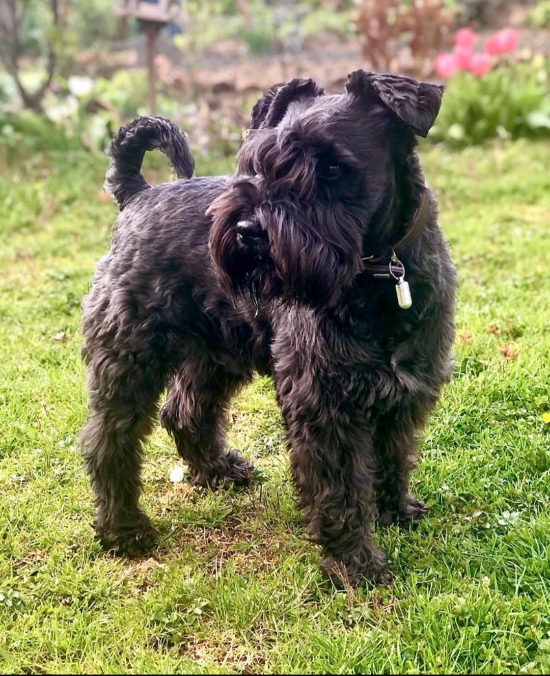 Schnauzer — Wikipédia