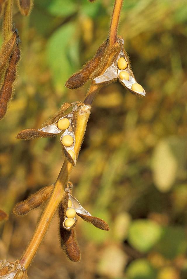 Soybean - Wikipedia