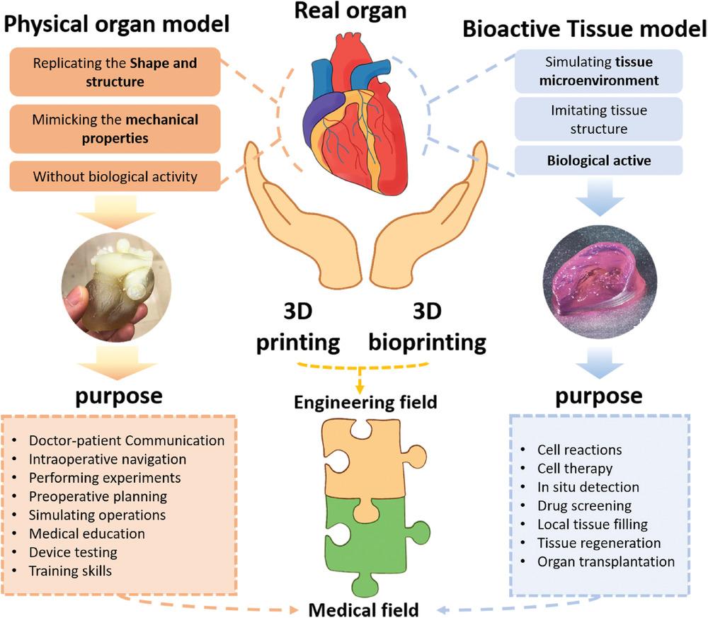 3D bioprinting - Wikipedia