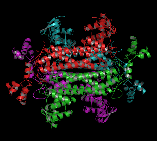 Fumarase - Wikipedia