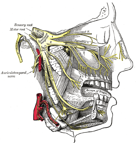 Cluster headache - Wikipedia