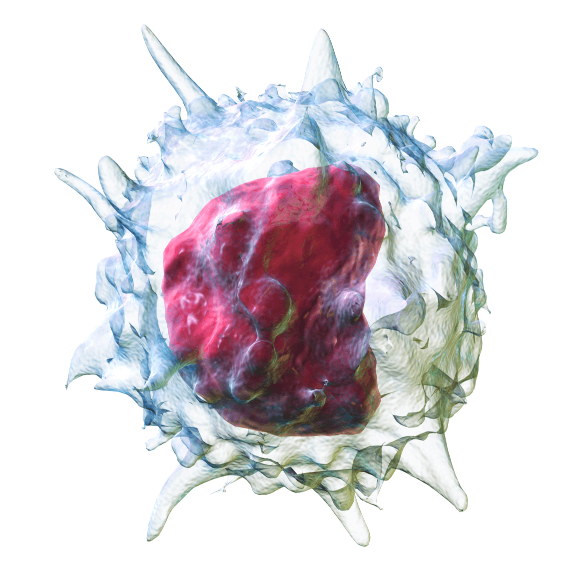 Monocyte — Wikipédia