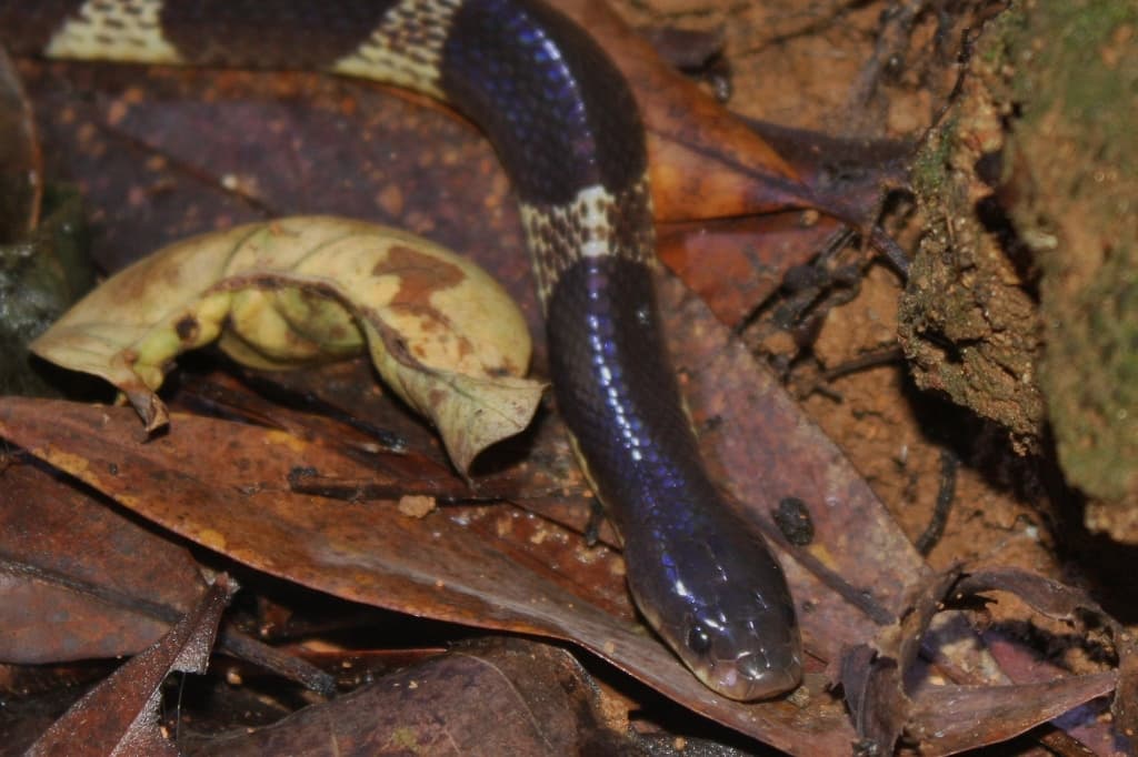Many-banded krait - Wikipedia