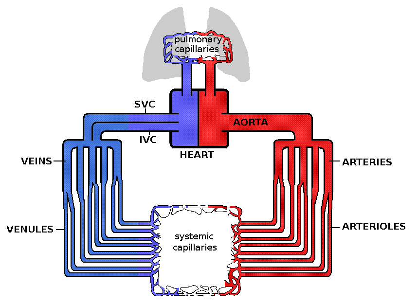 Hémodynamique — Wikipédia