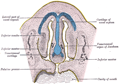 Vomeronasal organ - Wikipedia