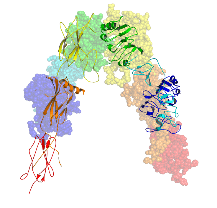 Insulin receptor - Wikipedia