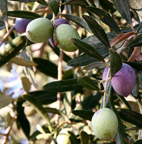 Olive - Wikipedia