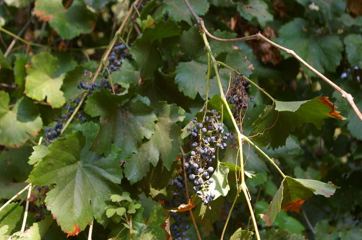 Vitis - Wikipedia