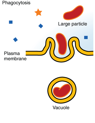 Phagocytosis - Wikipedia