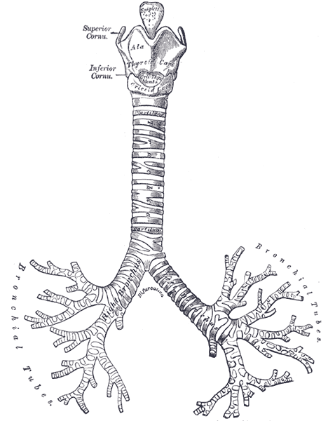 Bronchospasme — Wikipédia