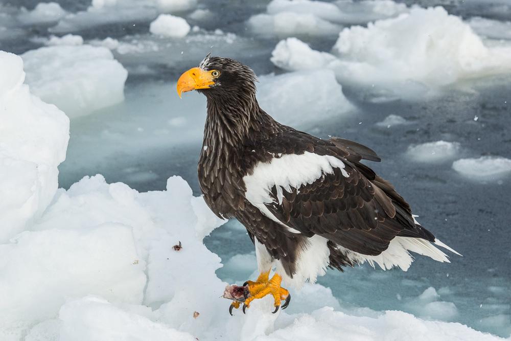 Steller's sea eagle - Wikipedia