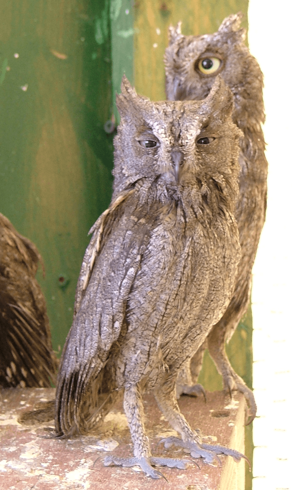 Scops owl - Wikipedia