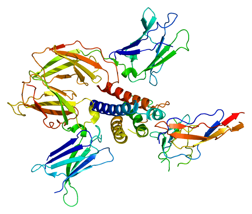 Common gamma chain - Wikipedia