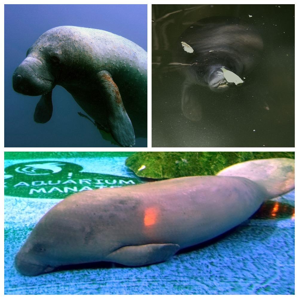 Manatee - Wikipedia