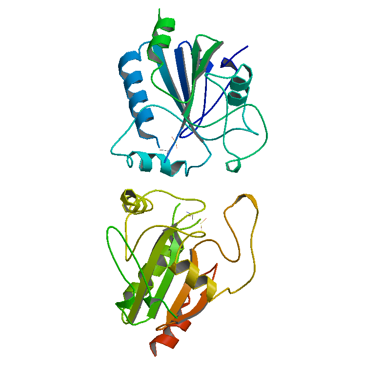 Peroxidase - Wikipedia