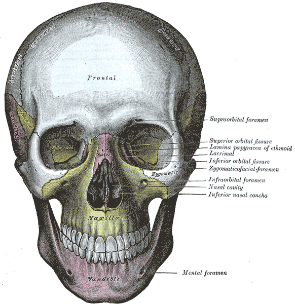 Orbite (anatomie) — Wikipédia